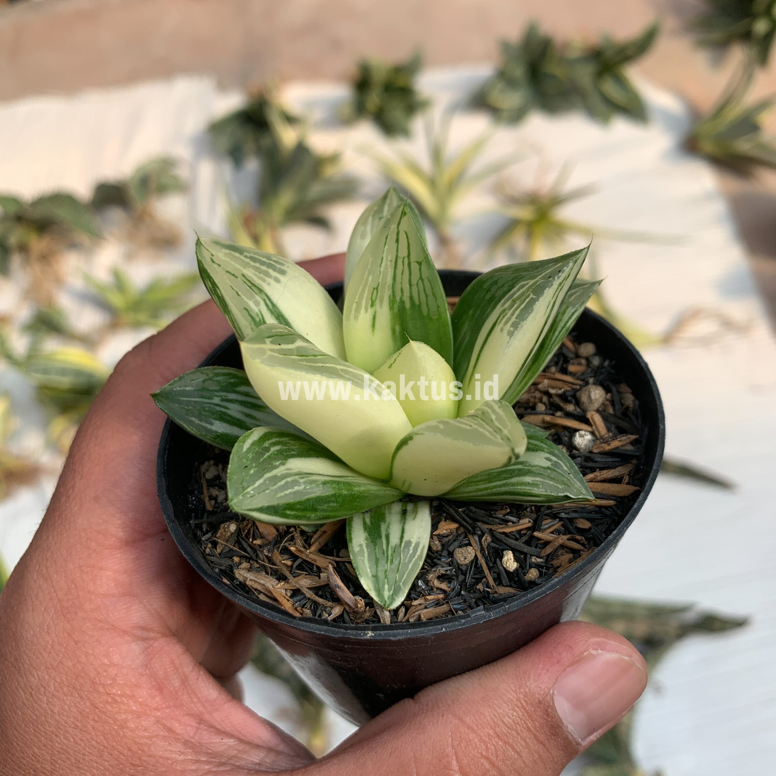 075. Haworthia Retusa Variegated - Image 5
