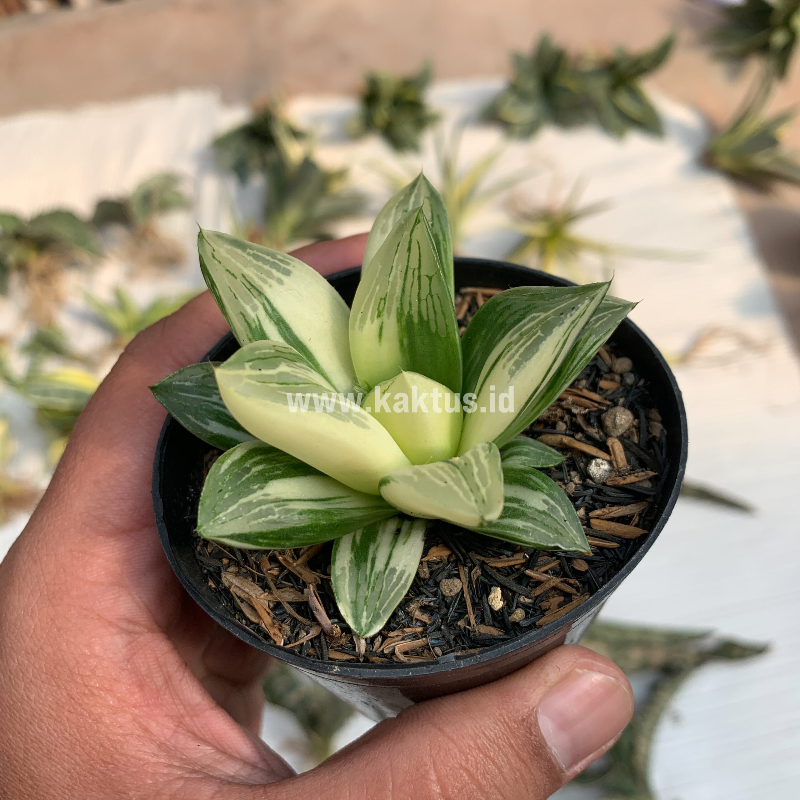 075. Haworthia Retusa Variegated - Image 6