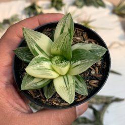 Alternative view of 075. Haworthia Retusa Variegated