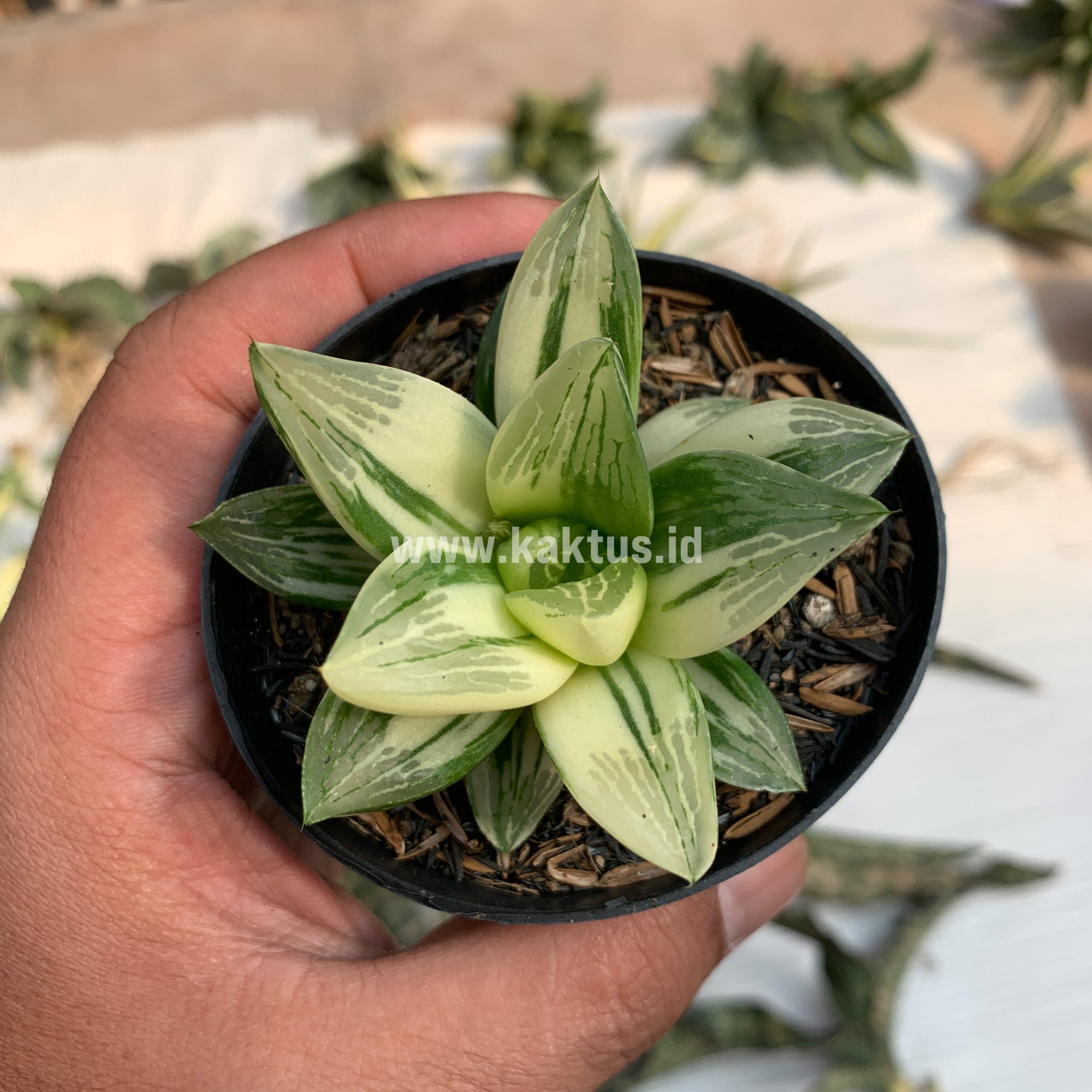 075. Haworthia Retusa Variegated - Image 3