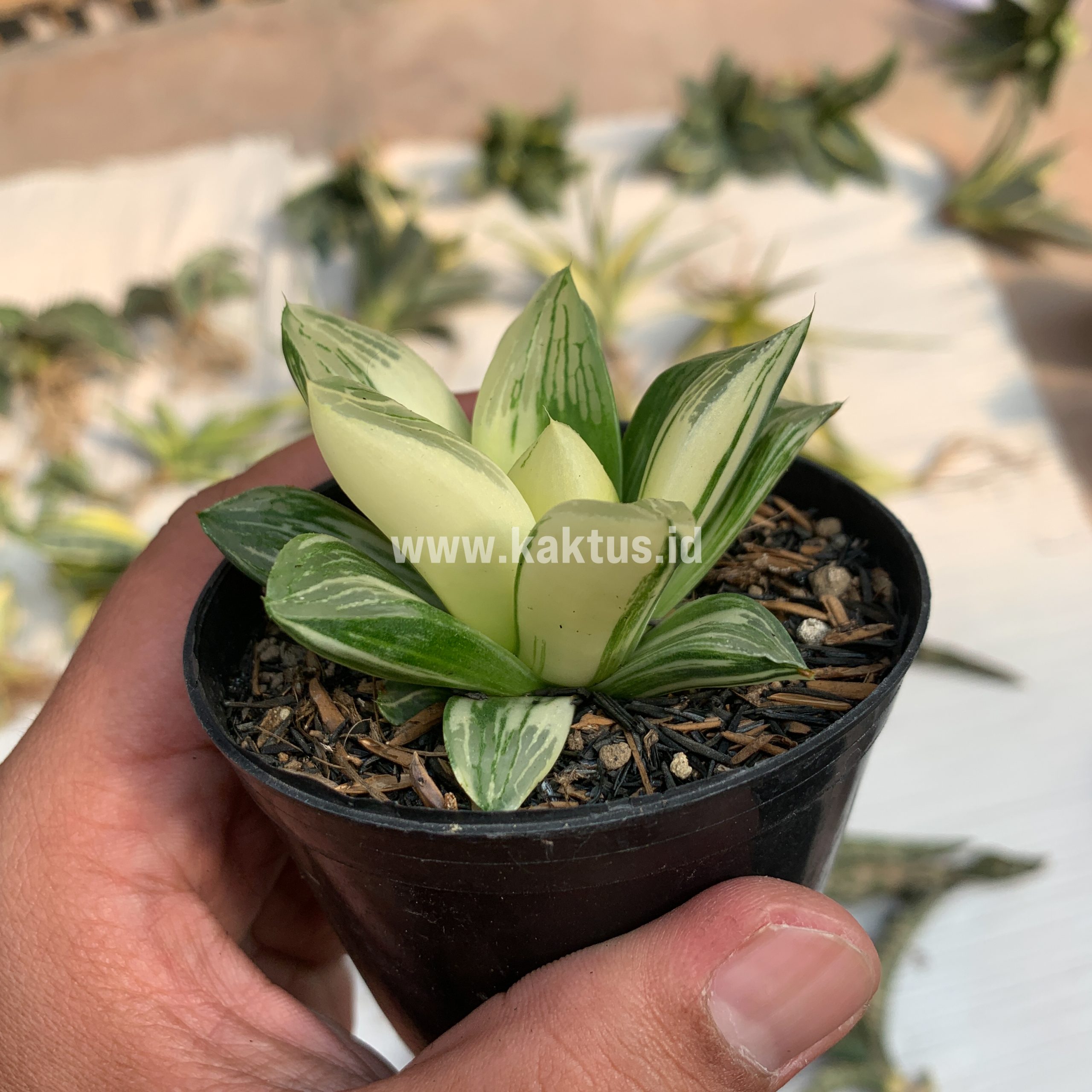 075. Haworthia Retusa Variegated - Image 8