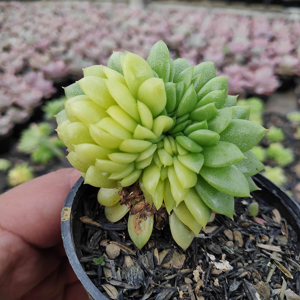 076. Echeveria Gilva Cristata Variegated - Image 8