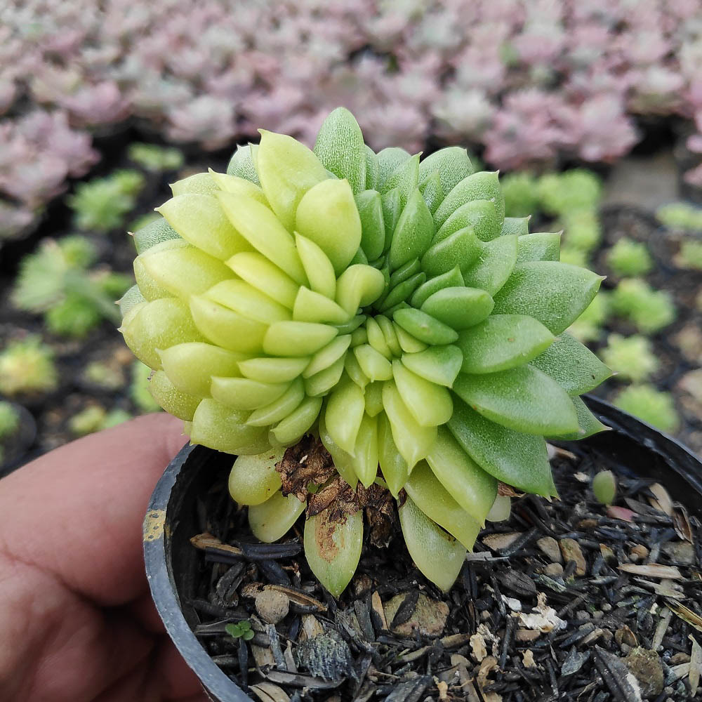 076. Echeveria Gilva Cristata Variegated - Image 7