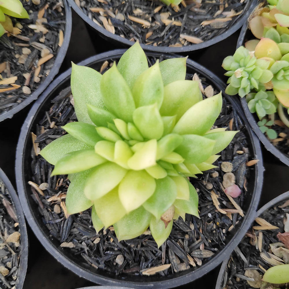 076. Echeveria Gilva Cristata Variegated - Image 4