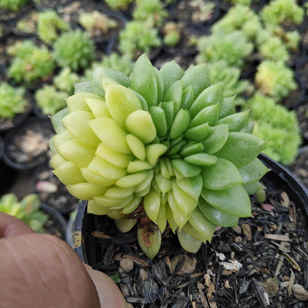 076. Echeveria Gilva Cristata Variegated - Image 5