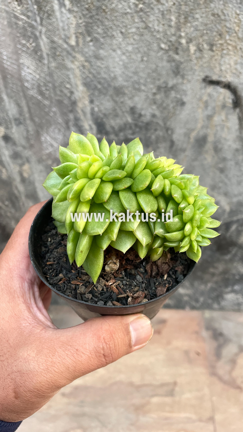 076. Echeveria Gilva Cristata Variegated - Image 47