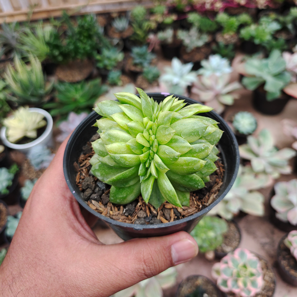 076. Echeveria Gilva Cristata Variegated - Image 13