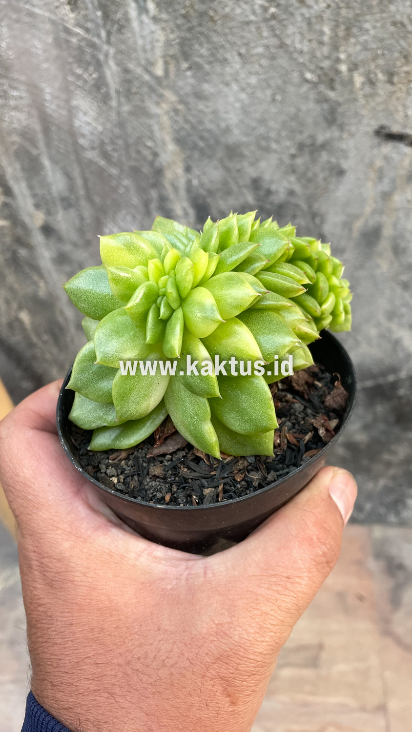076. Echeveria Gilva Cristata Variegated - Image 38