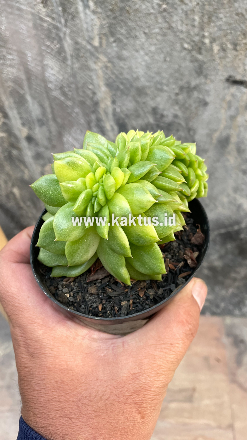 076. Echeveria Gilva Cristata Variegated - Image 37
