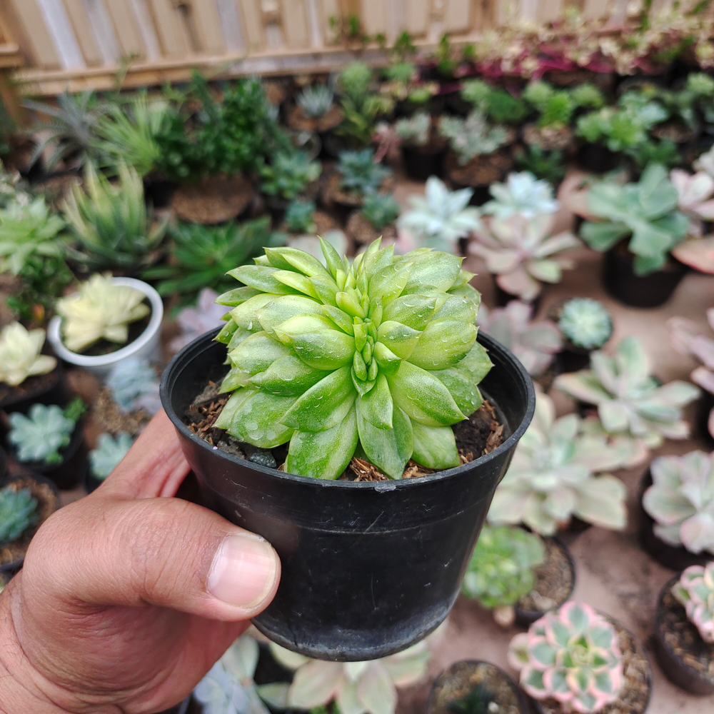 076. Echeveria Gilva Cristata Variegated - Image 14