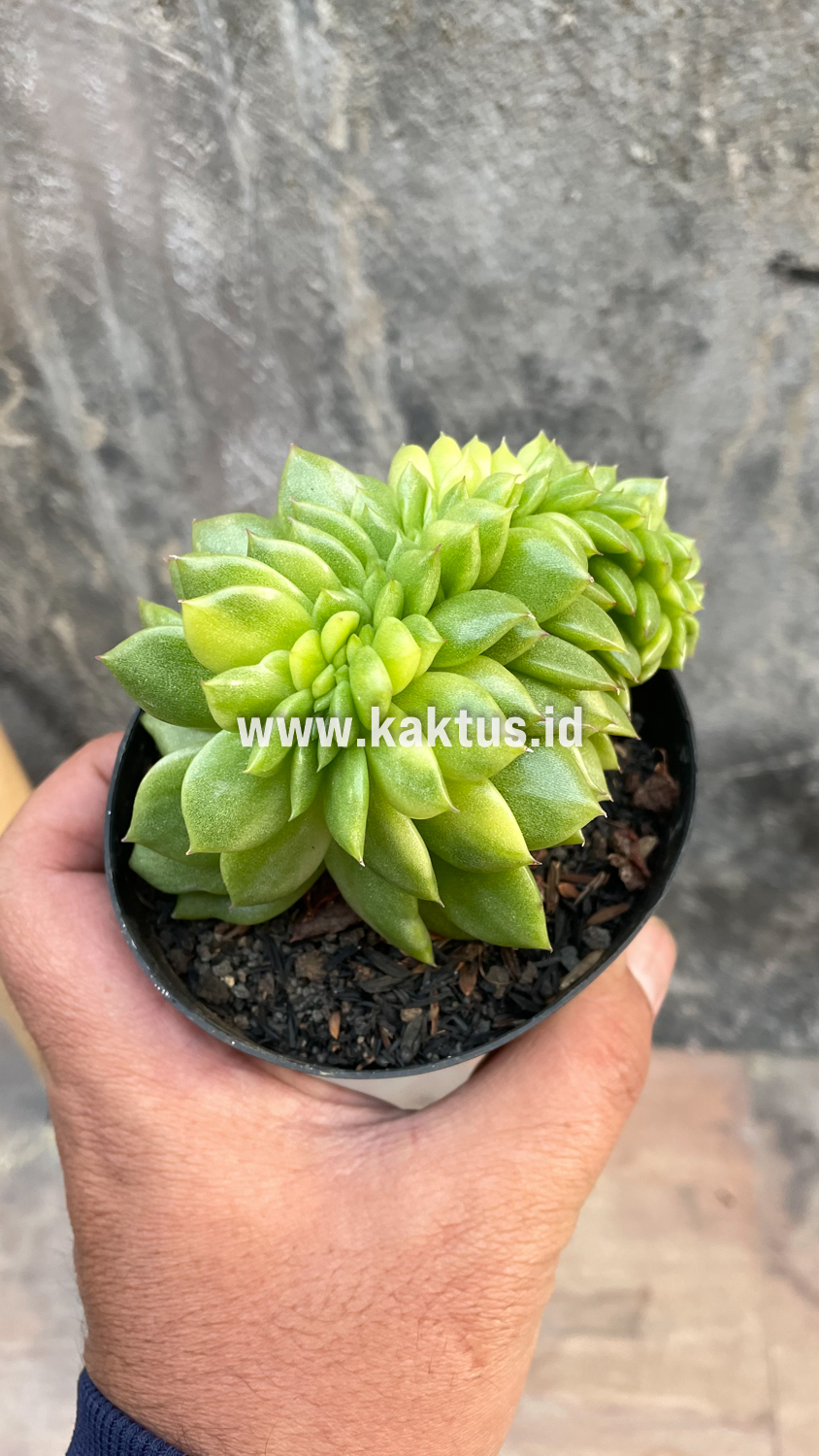 076. Echeveria Gilva Cristata Variegated - Image 36