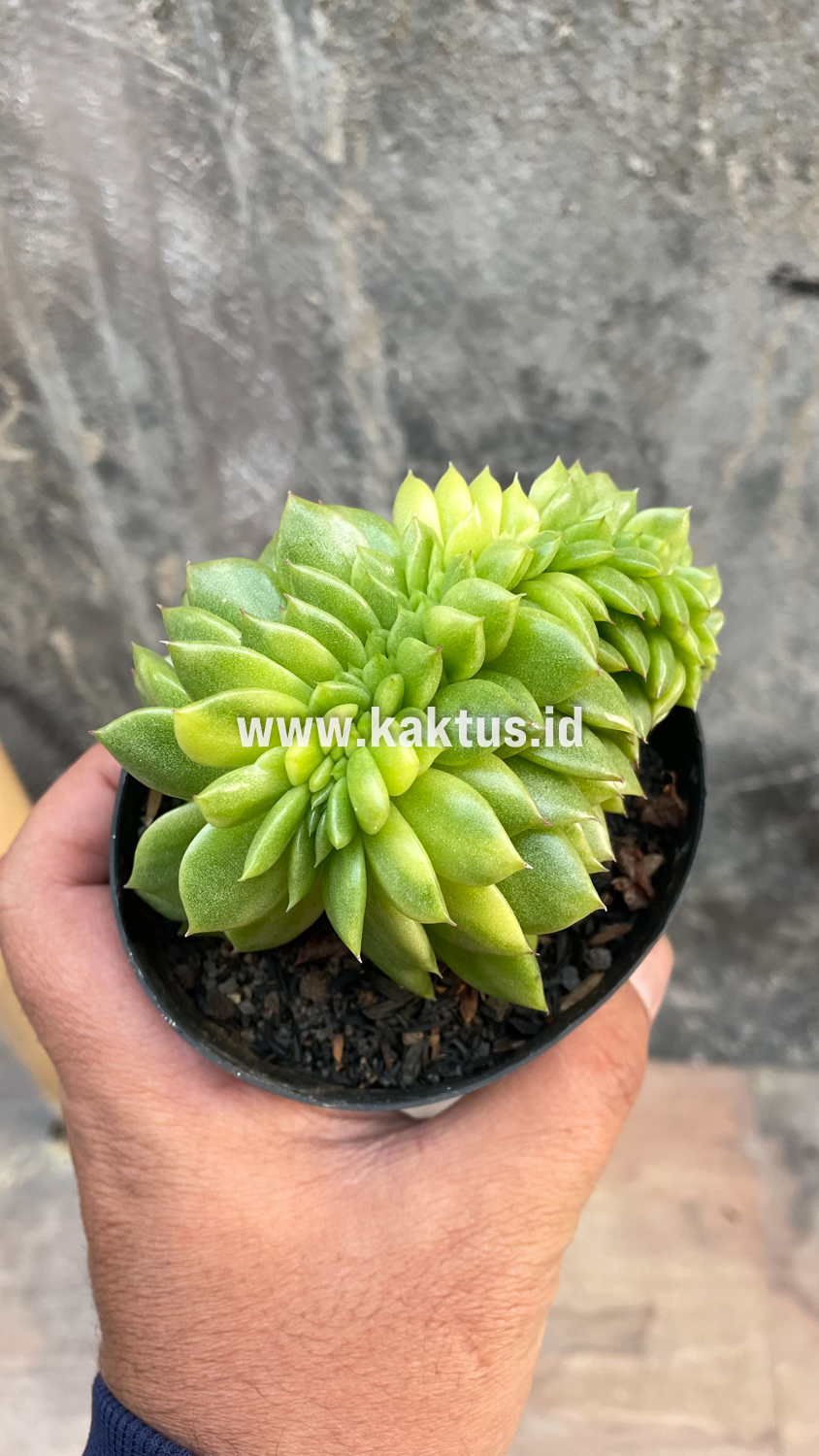 076. Echeveria Gilva Cristata Variegated - Image 35