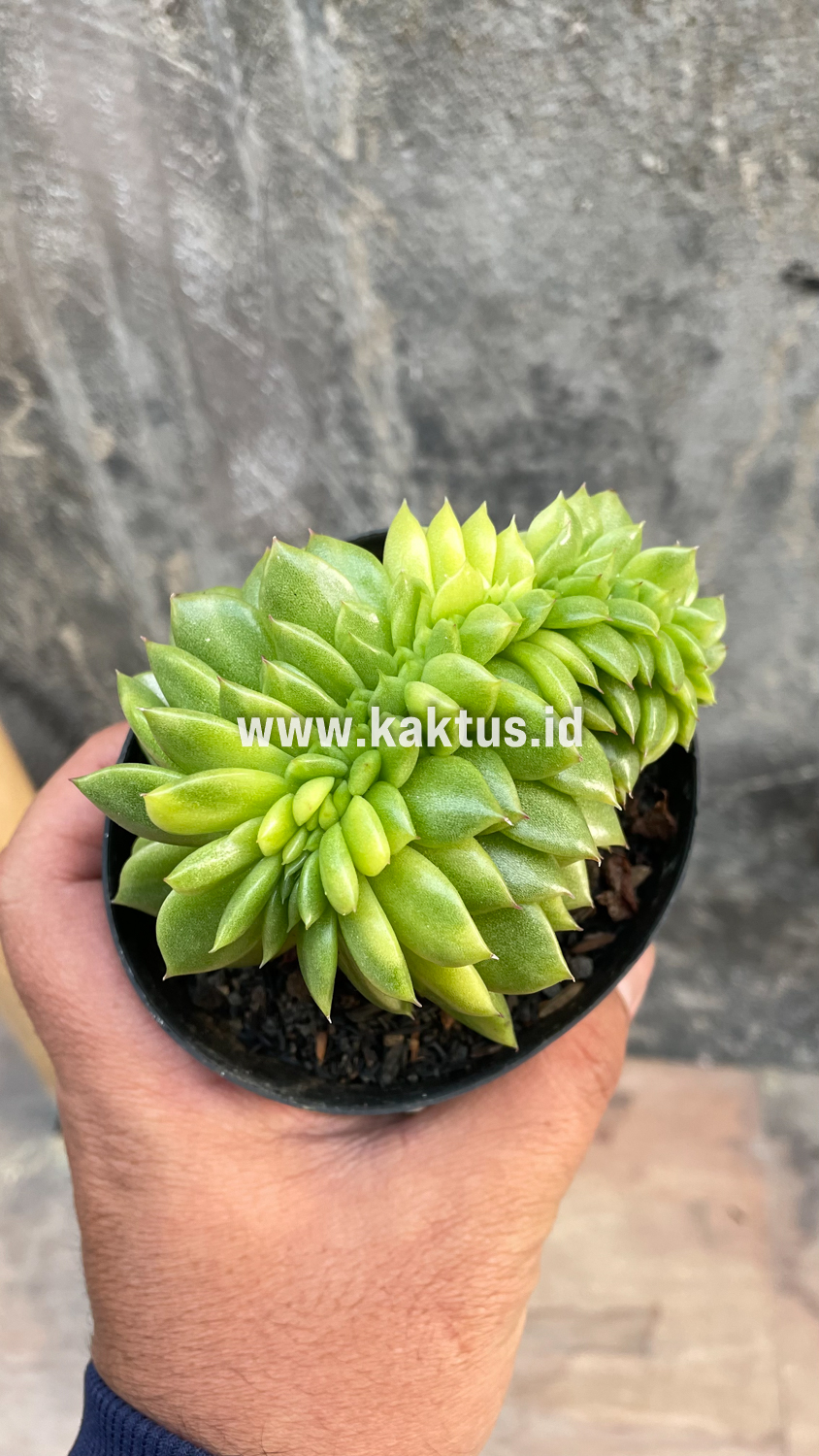076. Echeveria Gilva Cristata Variegated - Image 34