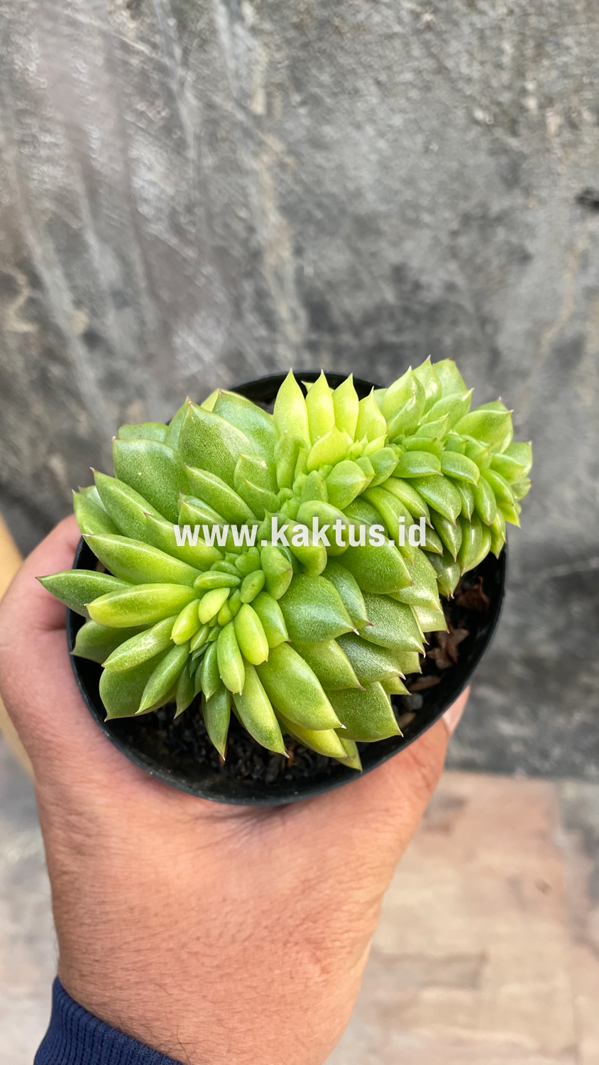 076. Echeveria Gilva Cristata Variegated - Image 33