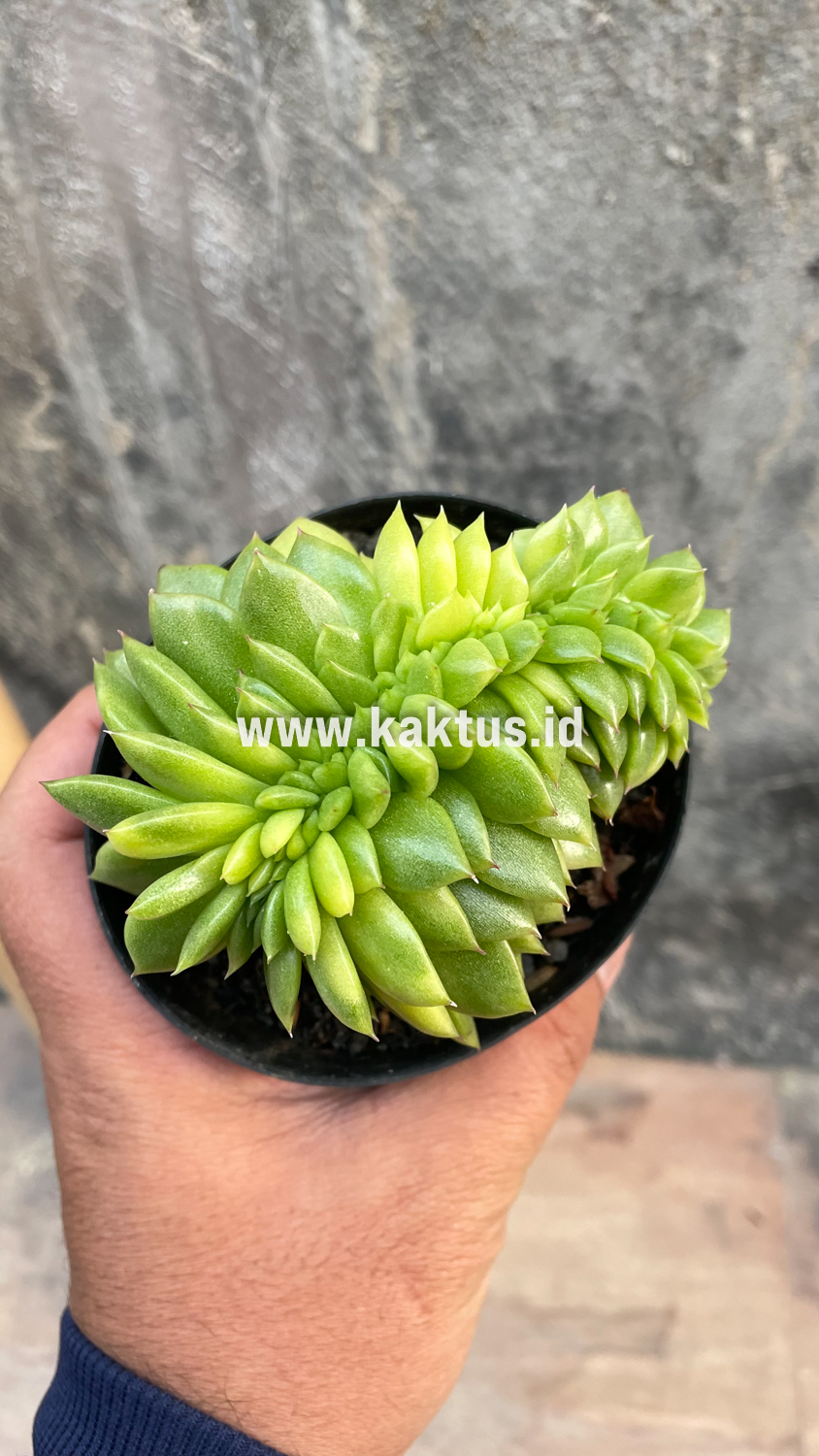 076. Echeveria Gilva Cristata Variegated - Image 32