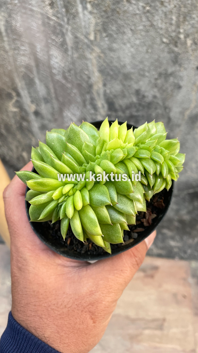 076. Echeveria Gilva Cristata Variegated - Image 31