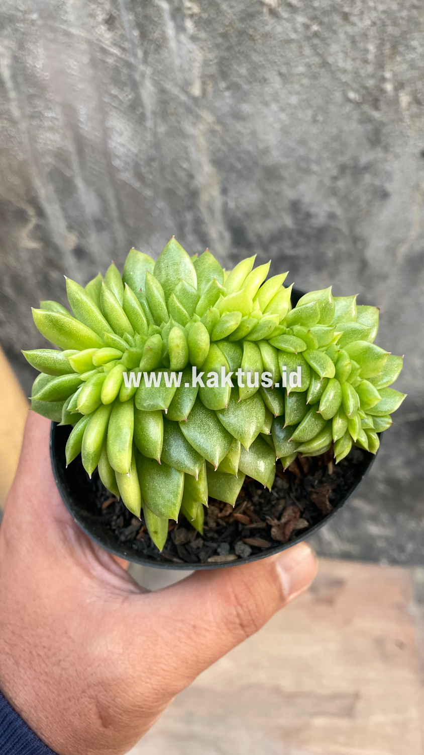 076. Echeveria Gilva Cristata Variegated - Image 30