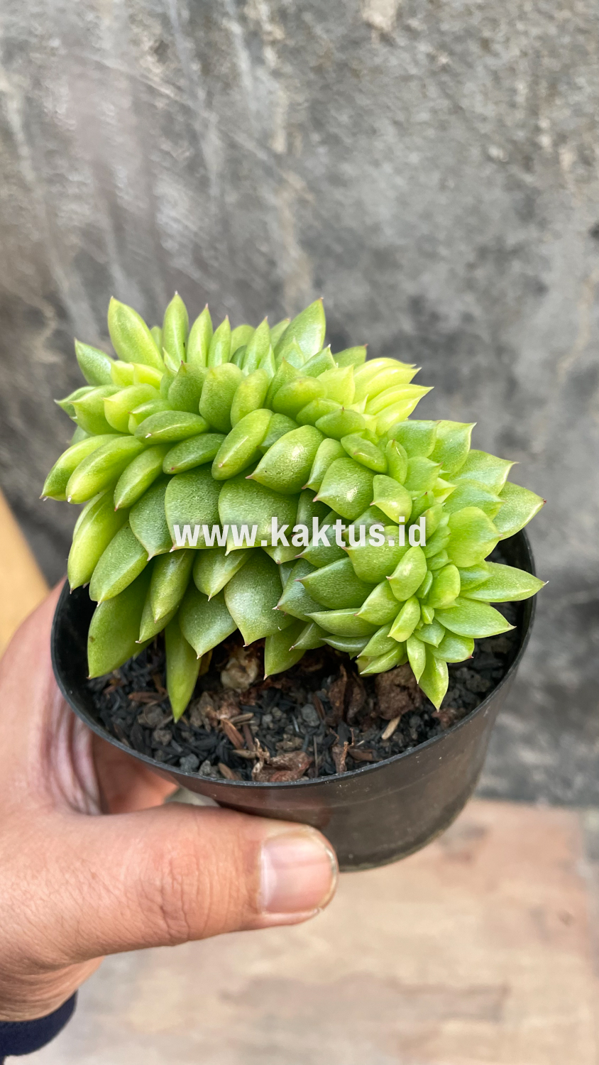 076. Echeveria Gilva Cristata Variegated - Image 29