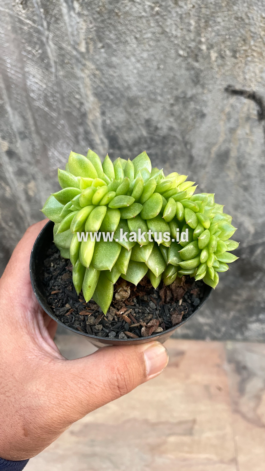 076. Echeveria Gilva Cristata Variegated - Image 46