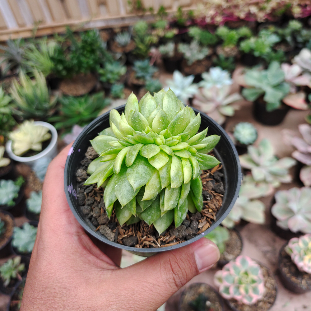 076. Echeveria Gilva Cristata Variegated - Image 22