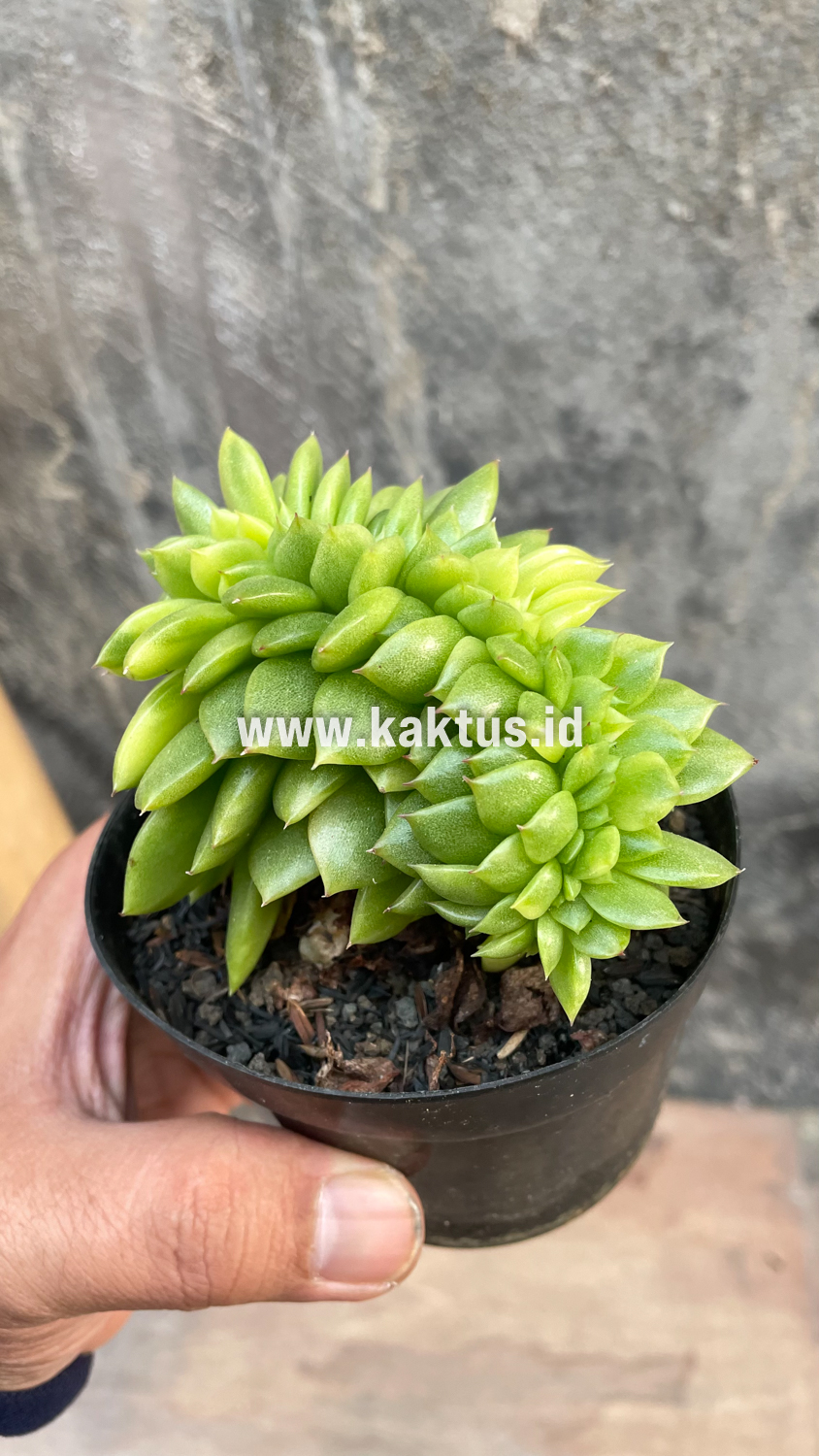 076. Echeveria Gilva Cristata Variegated - Image 28