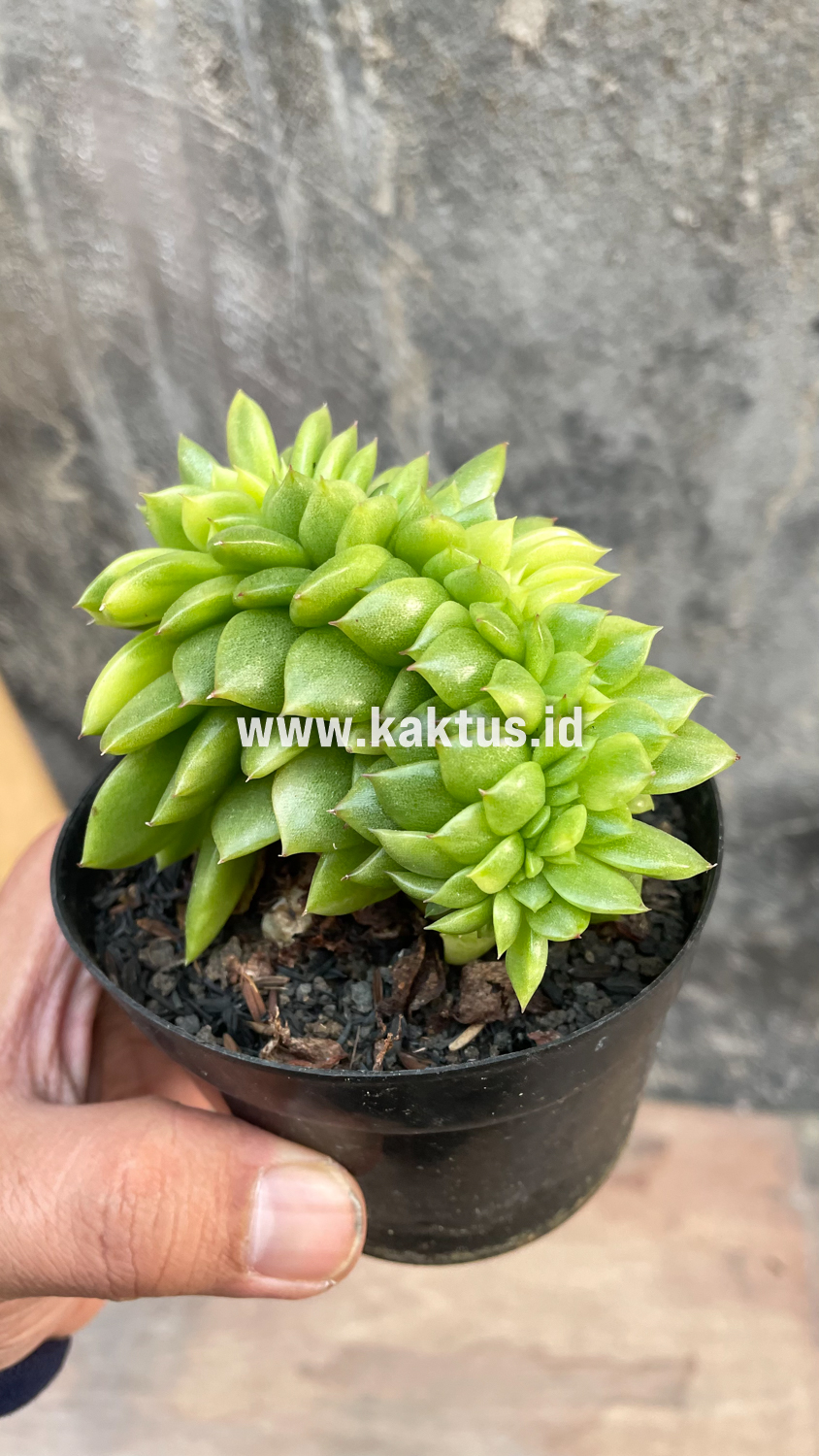 076. Echeveria Gilva Cristata Variegated - Image 10