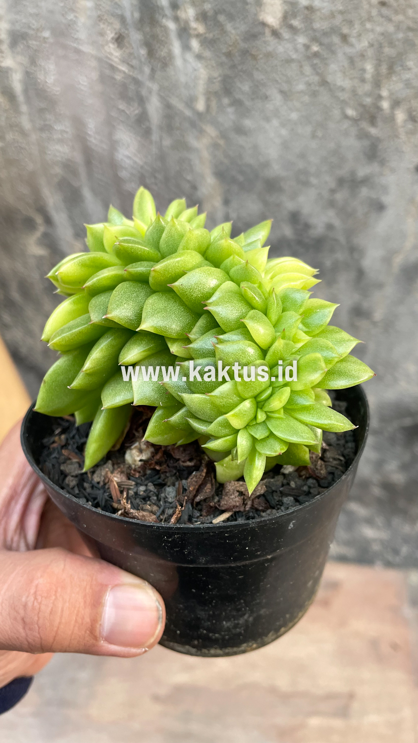 076. Echeveria Gilva Cristata Variegated - Image 6