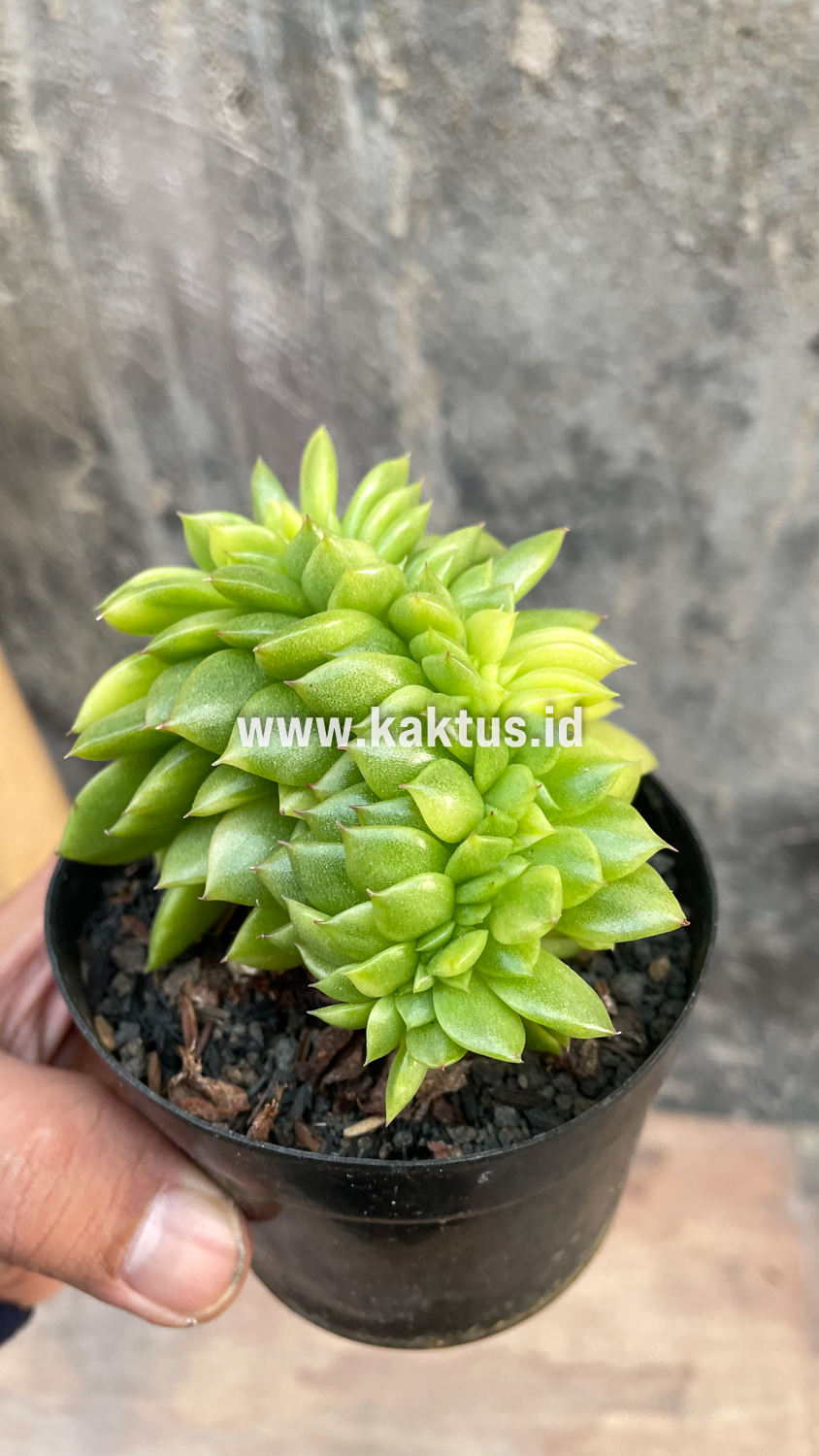 076. Echeveria Gilva Cristata Variegated - Image 9