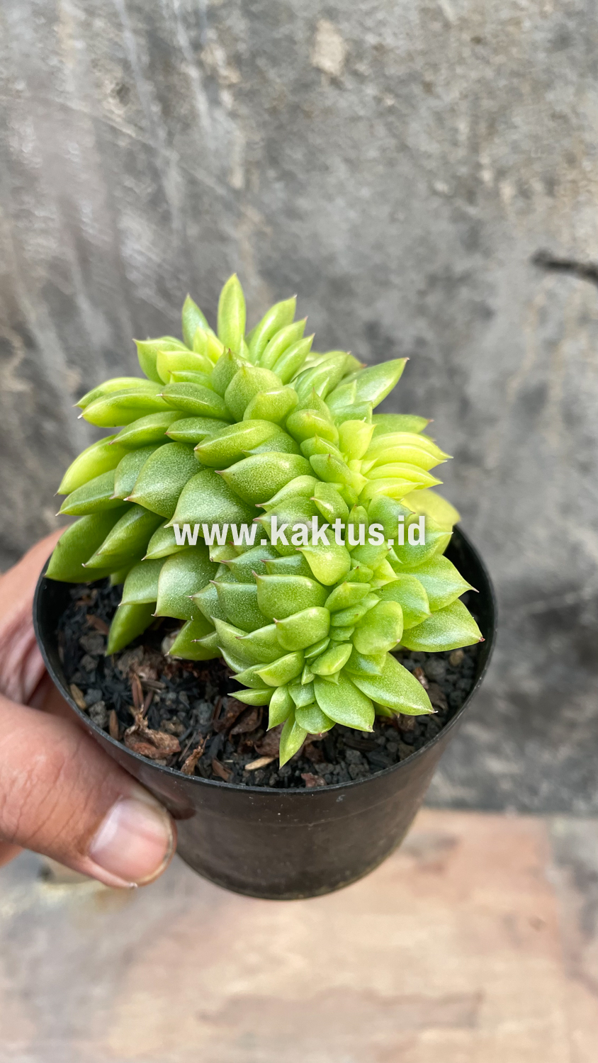076. Echeveria Gilva Cristata Variegated - Image 27