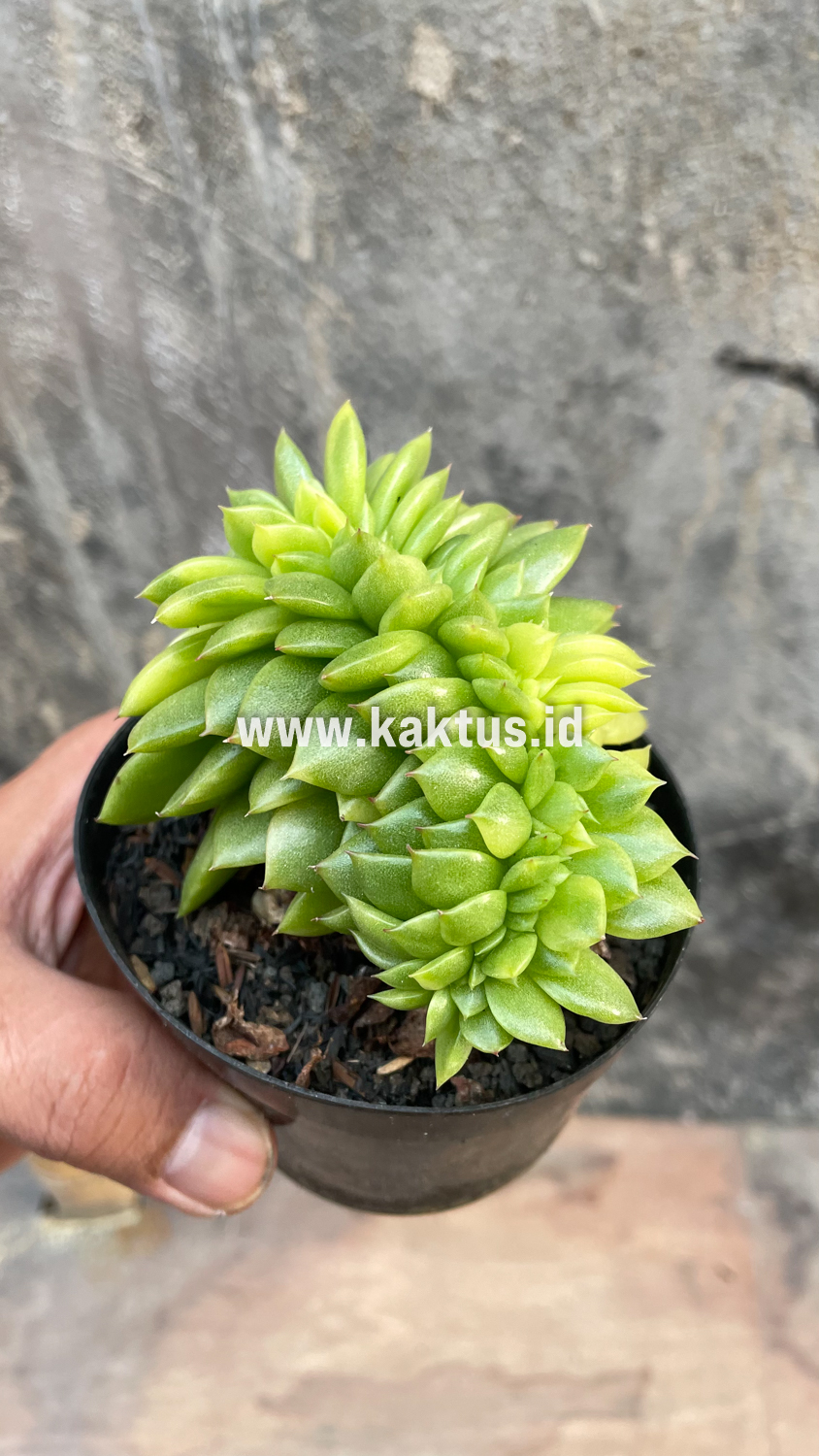 076. Echeveria Gilva Cristata Variegated - Image 26
