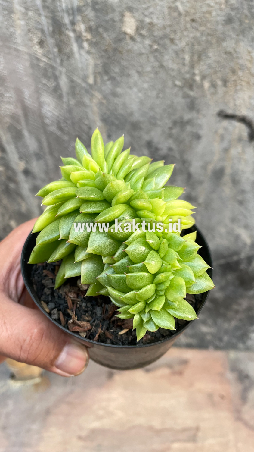 076. Echeveria Gilva Cristata Variegated - Image 25