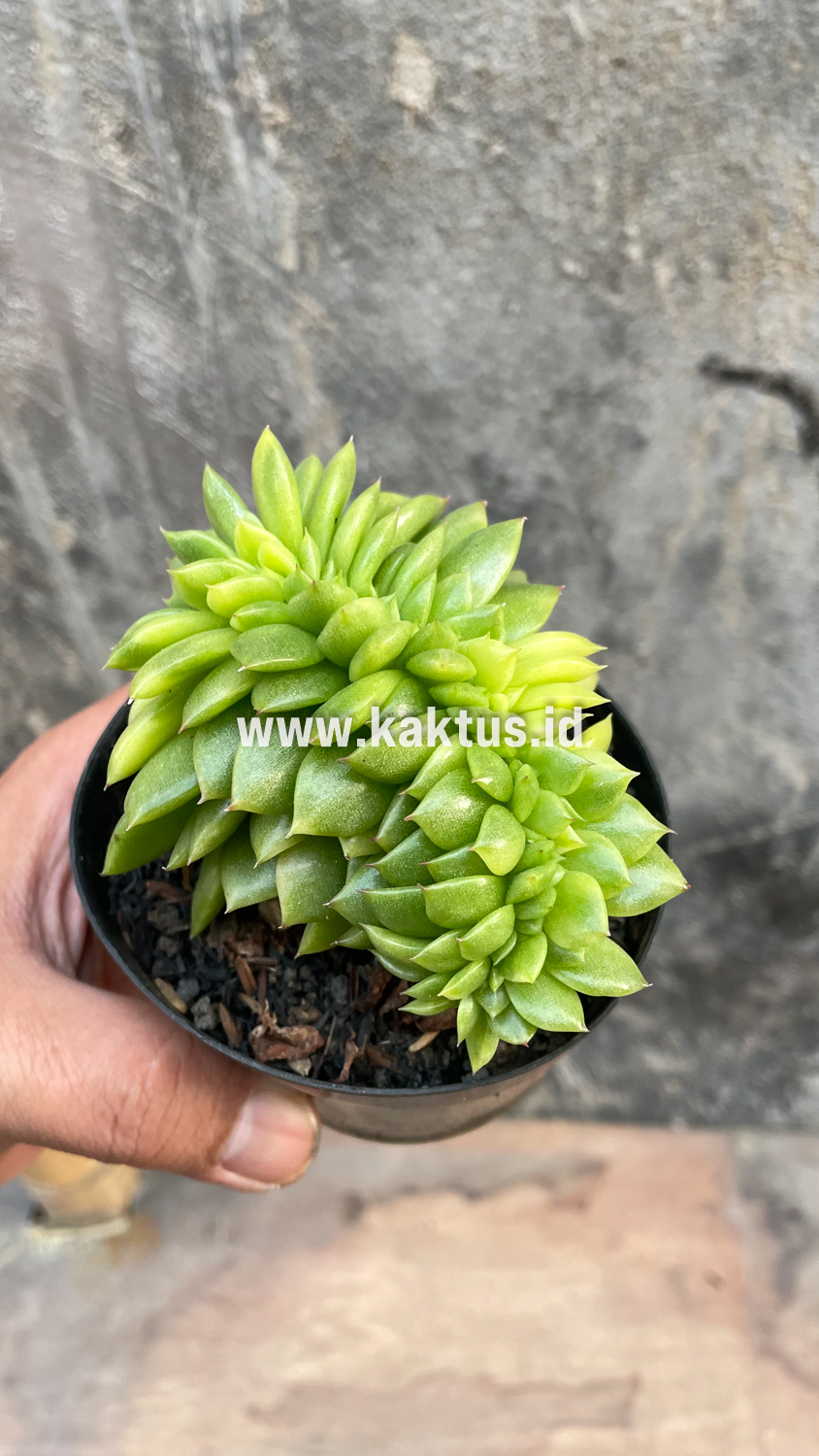 076. Echeveria Gilva Cristata Variegated - Image 23