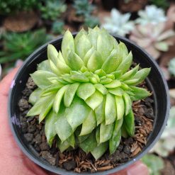 Alternative view of 076. Echeveria Gilva Cristata Variegated