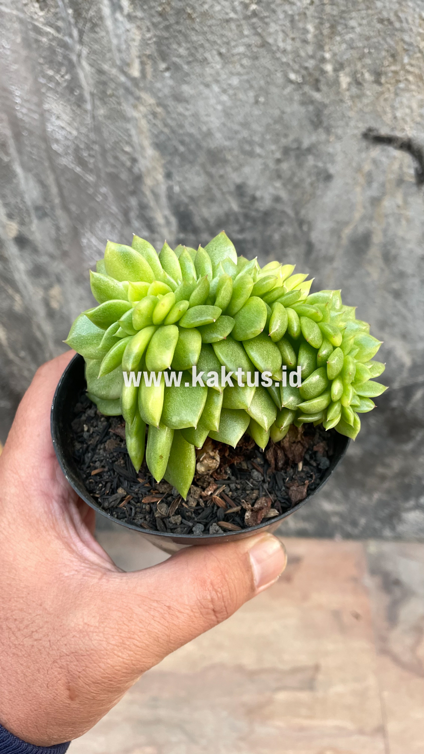 076. Echeveria Gilva Cristata Variegated - Image 45