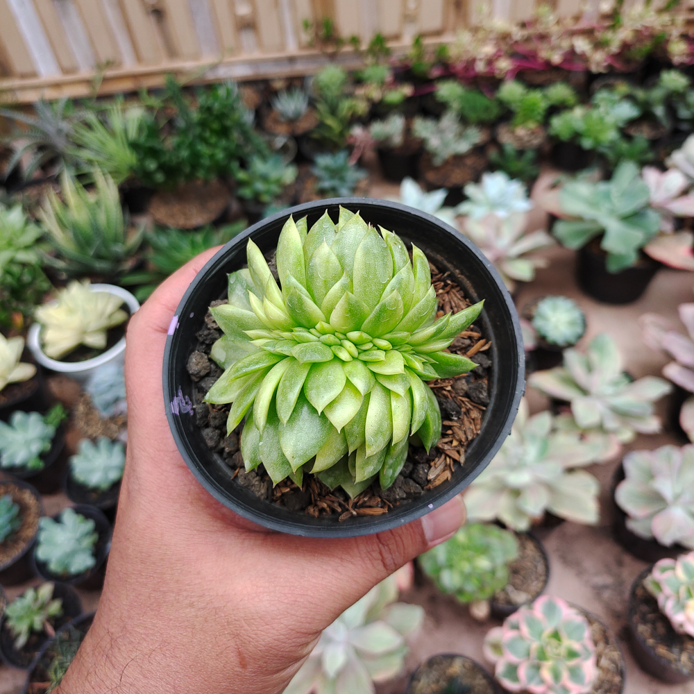076. Echeveria Gilva Cristata Variegated - Image 21