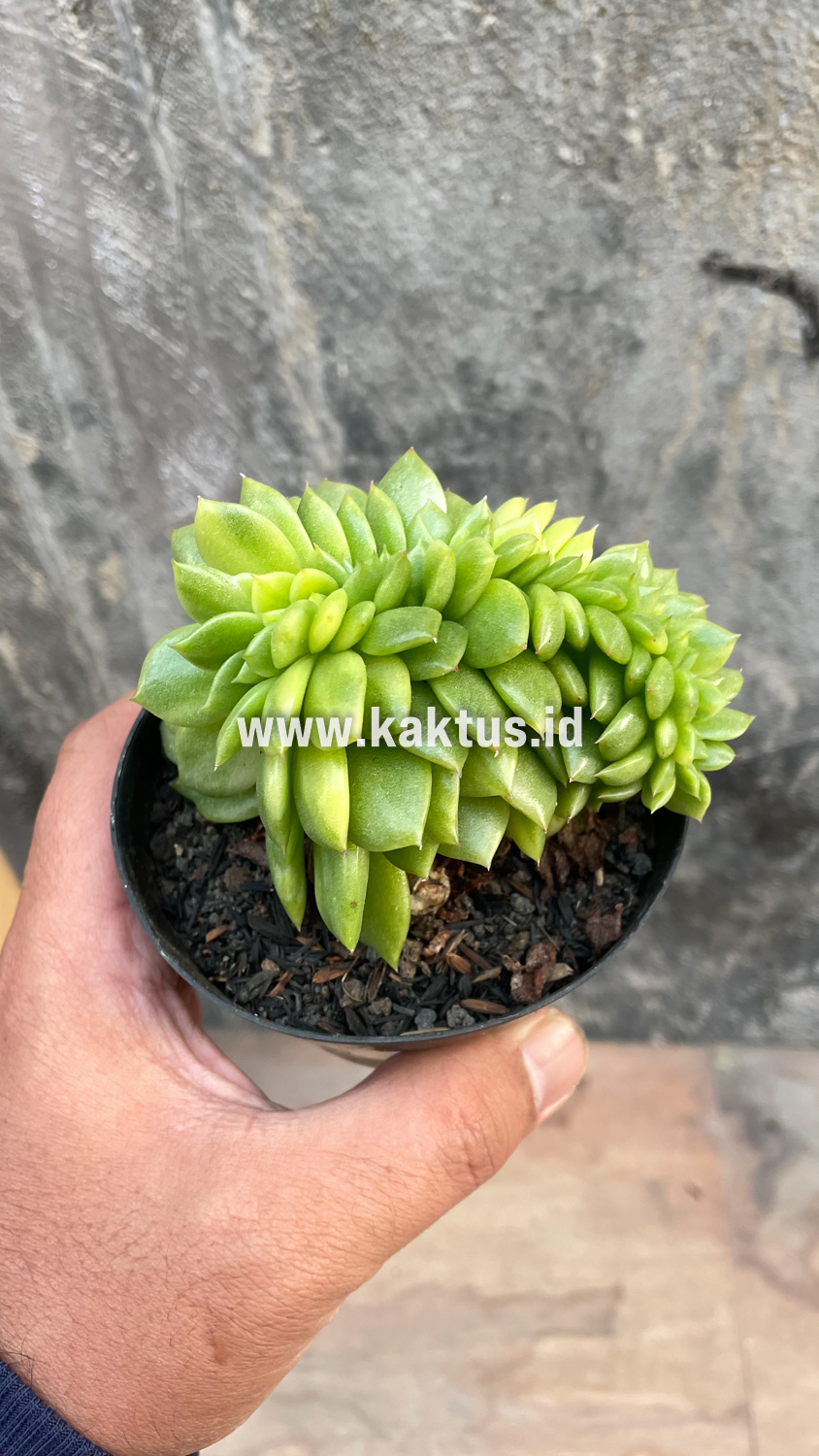 076. Echeveria Gilva Cristata Variegated - Image 44