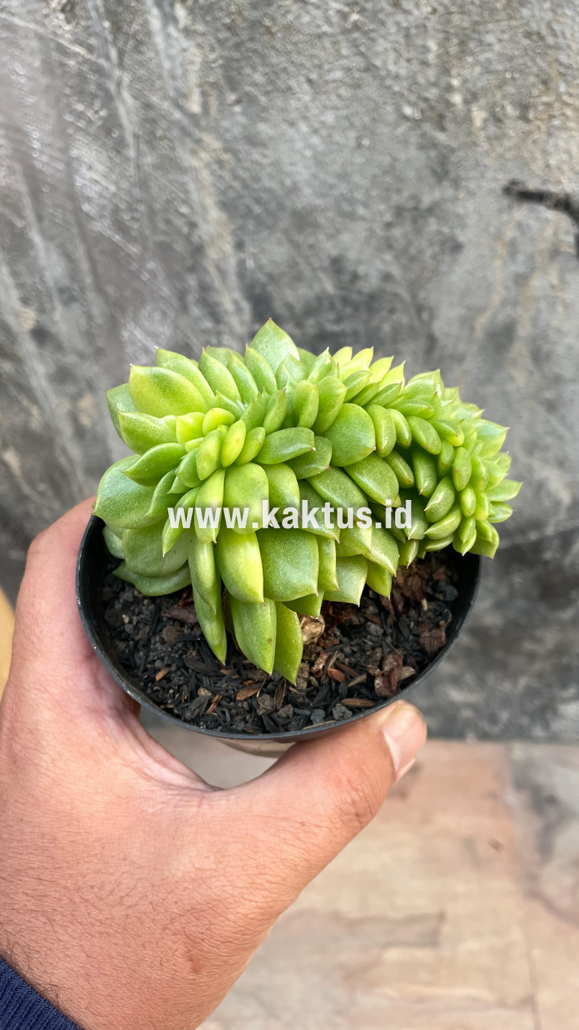 076. Echeveria Gilva Cristata Variegated - Image 43