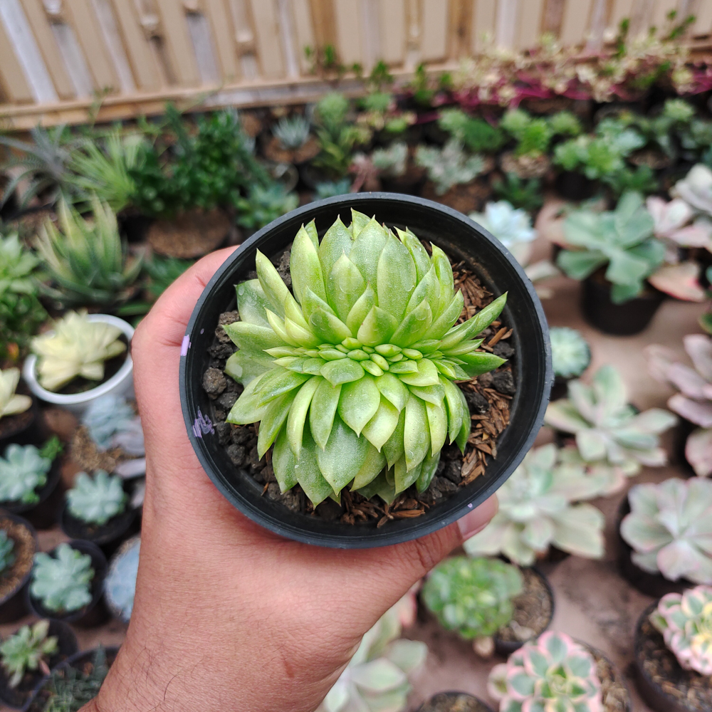 076. Echeveria Gilva Cristata Variegated - Image 20