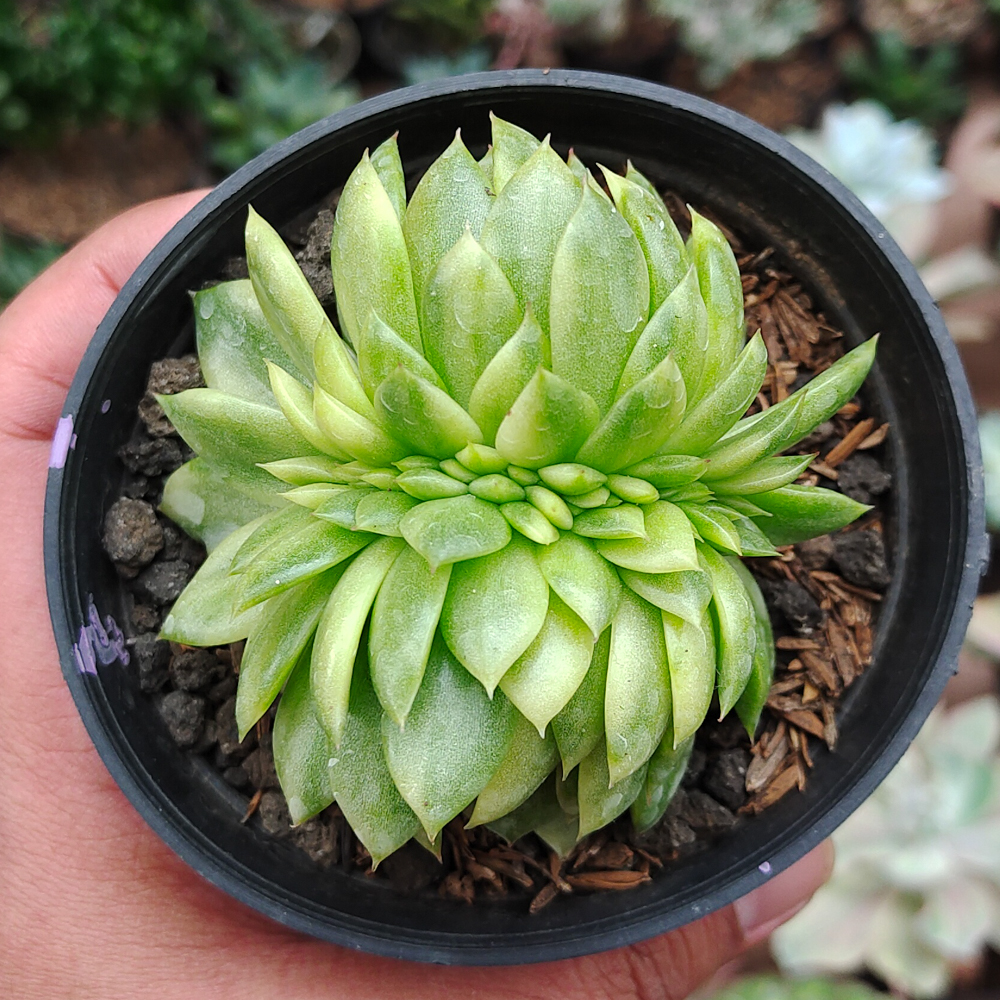 076. Echeveria Gilva Cristata Variegated - Image 19