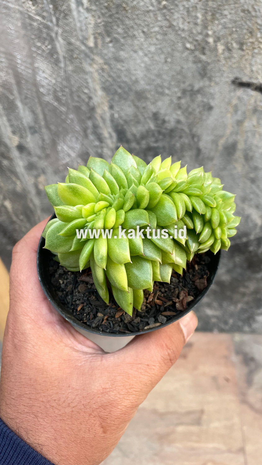 076. Echeveria Gilva Cristata Variegated - Image 42
