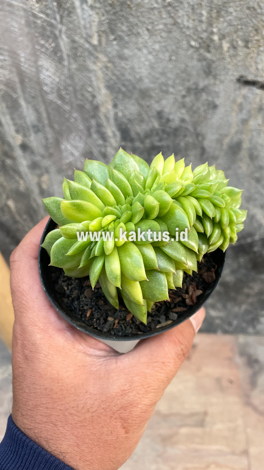 076. Echeveria Gilva Cristata Variegated - Image 41