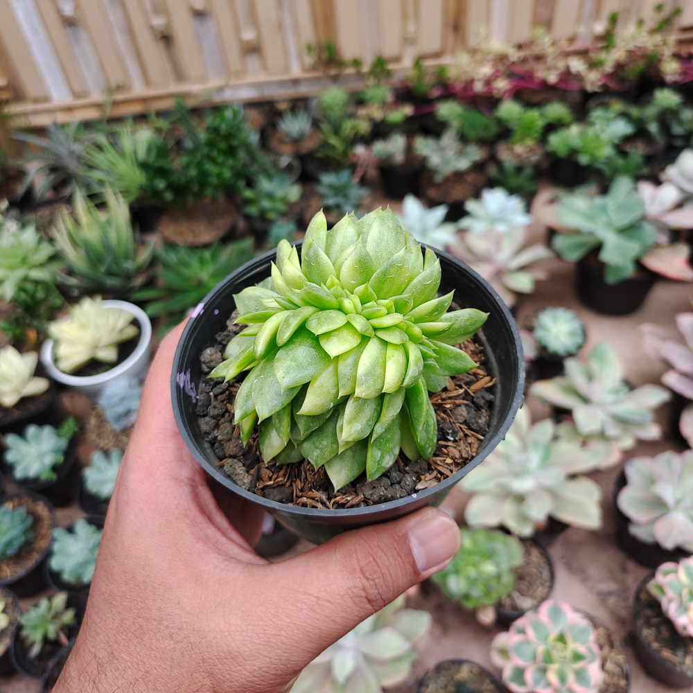 076. Echeveria Gilva Cristata Variegated - Image 18
