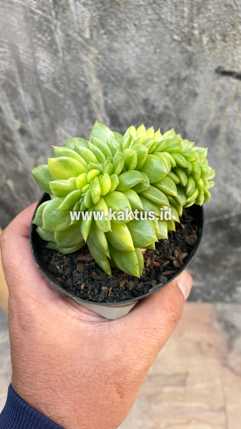 076. Echeveria Gilva Cristata Variegated - Image 40