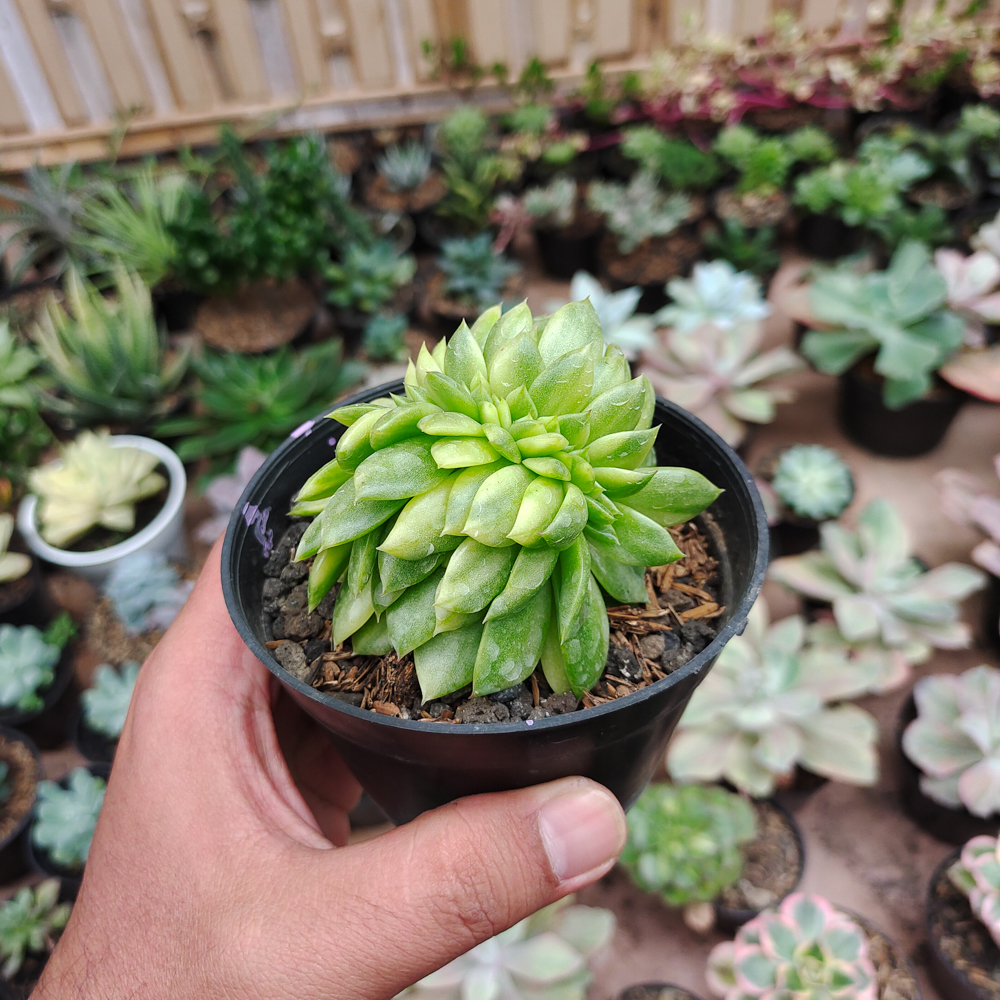 076. Echeveria Gilva Cristata Variegated - Image 17