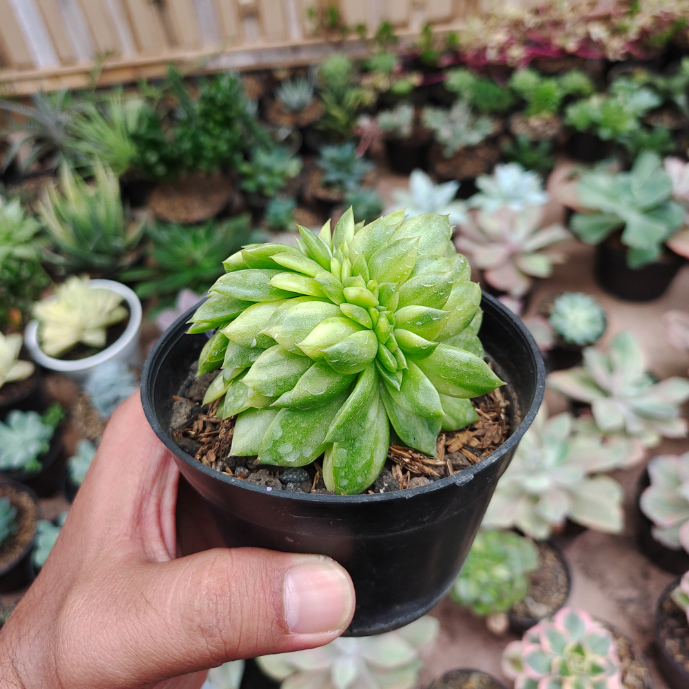 076. Echeveria Gilva Cristata Variegated - Image 16