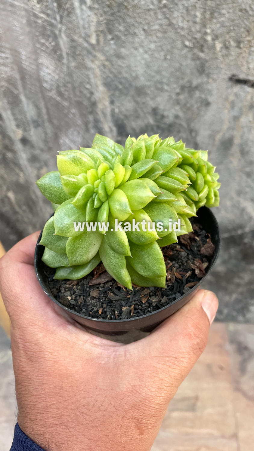 076. Echeveria Gilva Cristata Variegated - Image 39