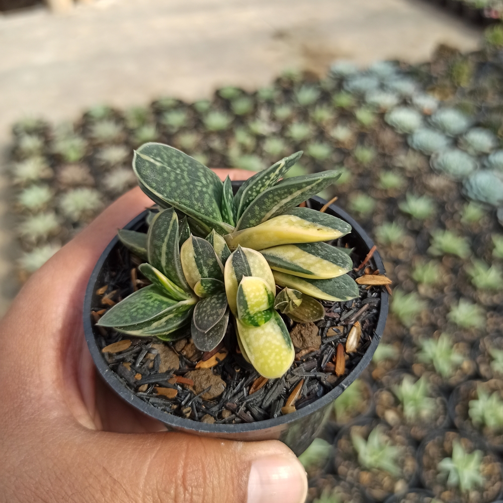 077. Gasteria Minima Variegated - Image 3
