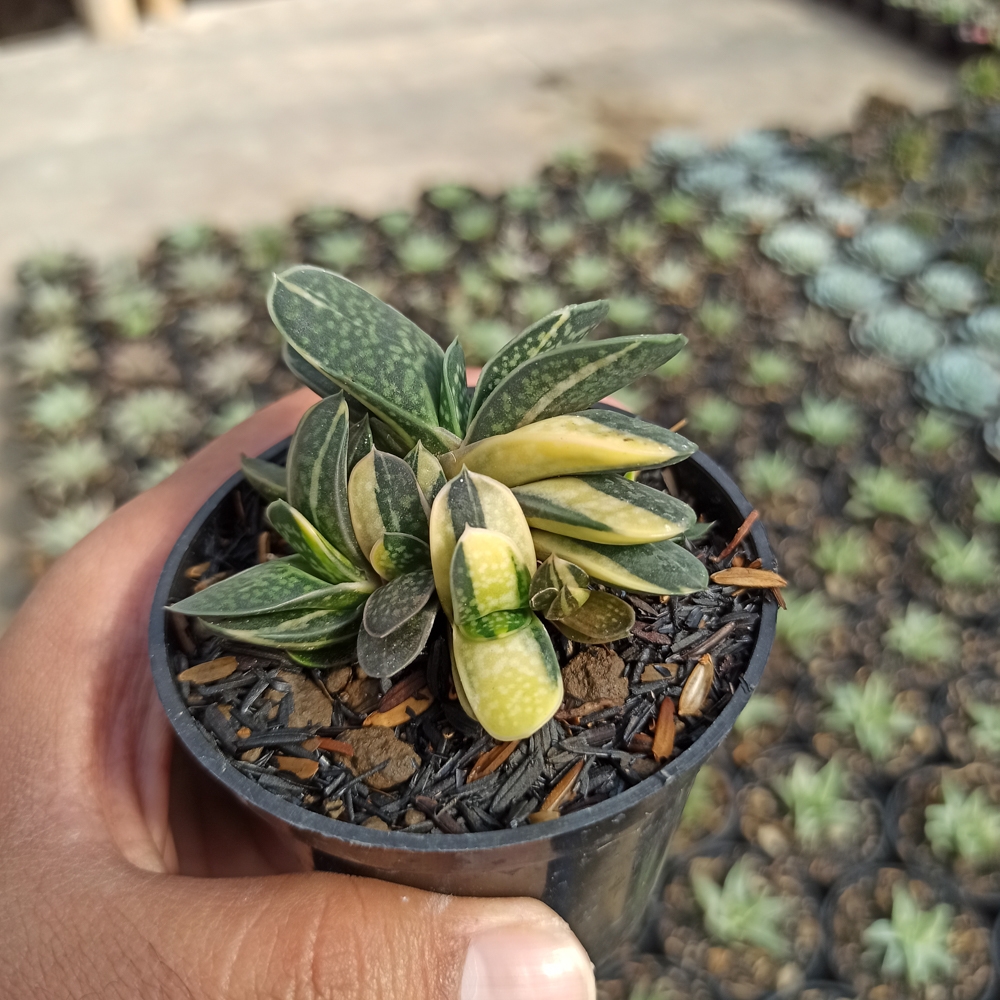 077. Gasteria Minima Variegated - Image 6