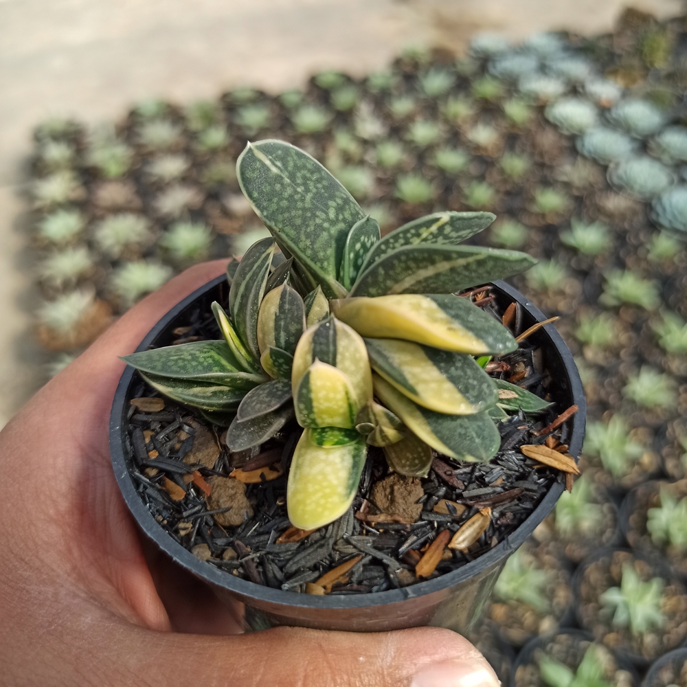 077. Gasteria Minima Variegated - Image 5