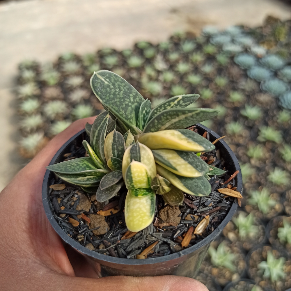 077. Gasteria Minima Variegated - Image 7